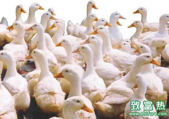 引起肝臟病變的疾病有哪些