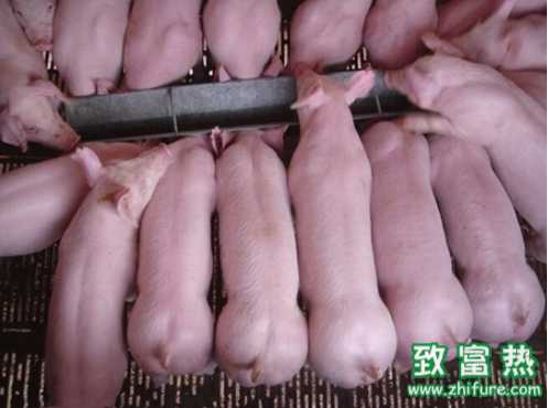 養豬正確用藥的方式