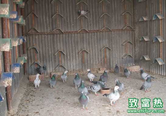 養鴿驅蟲注意事項