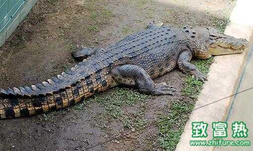2017養(yǎng)鱷魚賺錢嗎？2017養(yǎng)鱷魚前景及市場價(jià)格行情分析