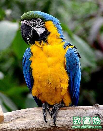 2017養(yǎng)鸚鵡賺錢嗎？2017養(yǎng)鸚鵡前景及市場價格行情分析