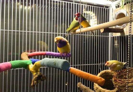 2017養鸚鵡賺錢嗎?2017養鸚鵡前景及市場價格行情分析