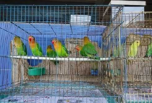 2017養鸚鵡賺錢嗎?2017養鸚鵡前景及市場價格行情分析