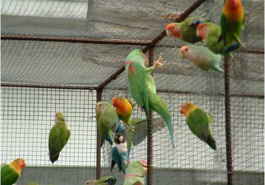 2017養鸚鵡賺錢嗎?2017養鸚鵡前景及市場價格行情分析