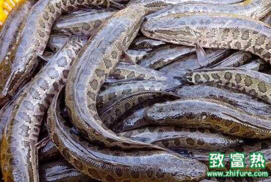 2017養(yǎng)黑魚賺錢嗎？2017養(yǎng)黑魚前景及市場價格行情分析