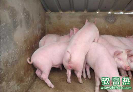 養豬能省錢五個點