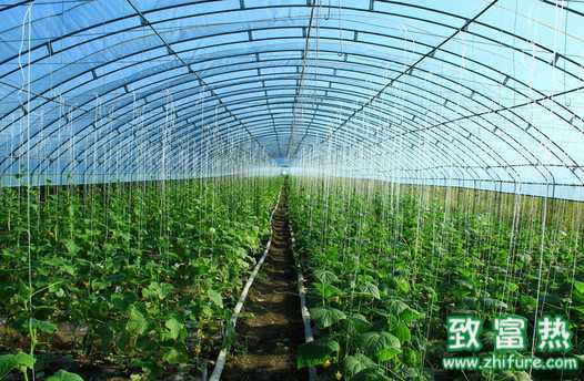 冬季蔬菜怎么防凍