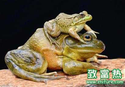 2017養(yǎng)牛蛙賺錢嗎？2017養(yǎng)牛蛙前景及市場價格行情分析