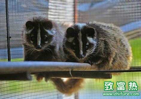2017養果子貍賺錢嗎？2017養果子貍前景及市場價格行情分析