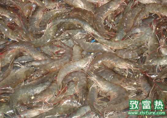 蝦養(yǎng)殖戶出蝦需防的5大騙局