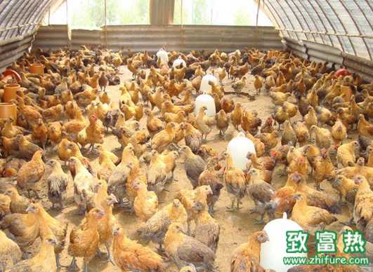 塑料大棚養雞需要注意什么