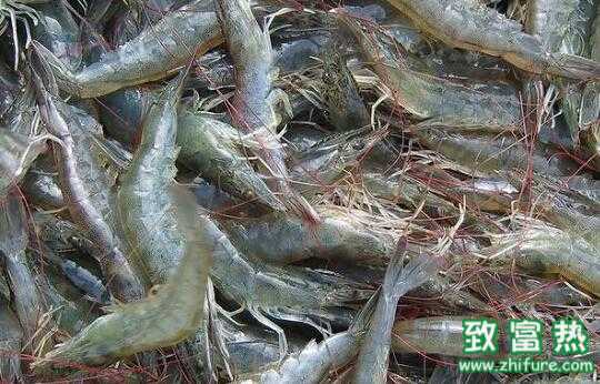 2017養蝦賺錢嗎？2017養蝦前景及市場價格行情分析