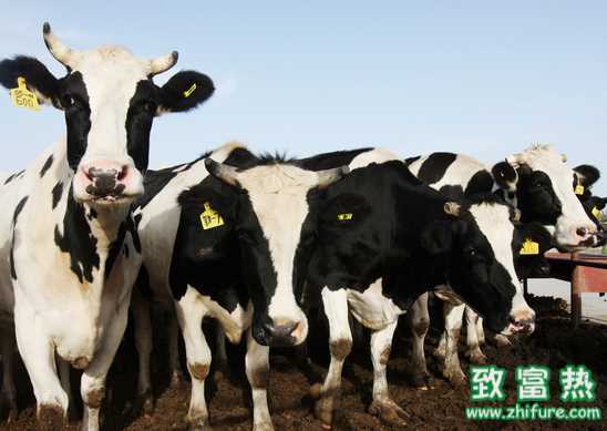 冬季奶牛如何防凍