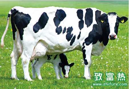 犢牛壞死性喉炎的防治措施