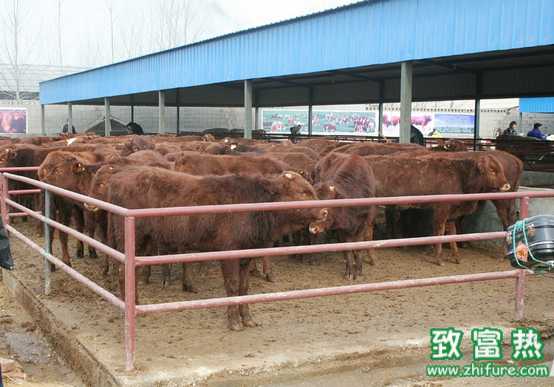 養牛場的疾病預防