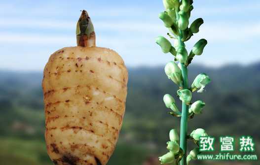 天麻如何防治病蟲害