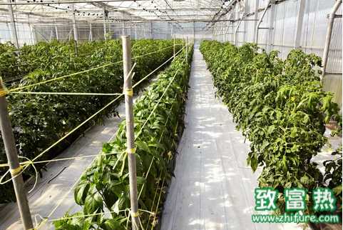 越冬作物應該如何管理