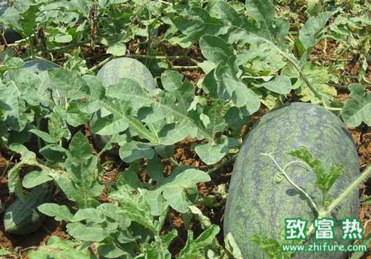 西瓜的加工產品