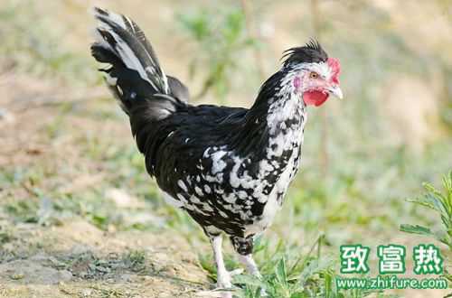 2017養(yǎng)貴妃雞賺錢嗎？2017養(yǎng)貴妃雞前景及市場價格行情分析