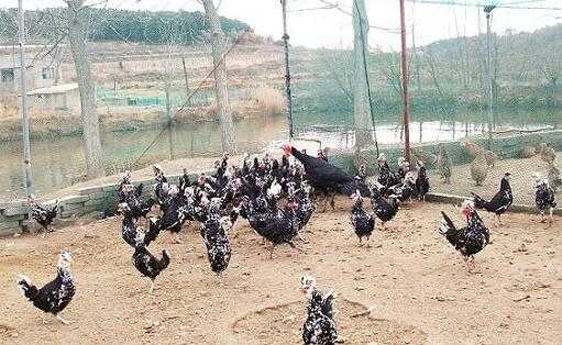 2017養(yǎng)貴妃雞賺錢(qián)嗎？2017養(yǎng)貴妃雞前景及市場(chǎng)價(jià)格行情分析