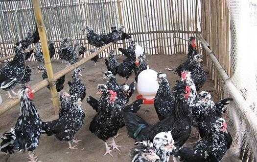 2017養(yǎng)貴妃雞賺錢(qián)嗎？2017養(yǎng)貴妃雞前景及市場(chǎng)價(jià)格行情分析