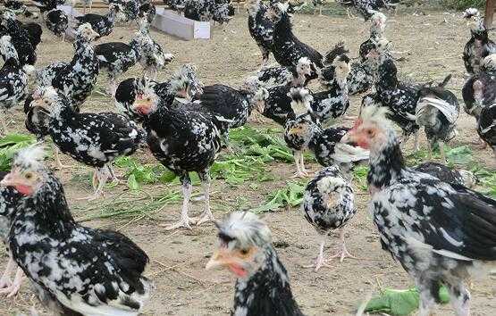 2017養(yǎng)貴妃雞賺錢(qián)嗎？2017養(yǎng)貴妃雞前景及市場(chǎng)價(jià)格行情分析