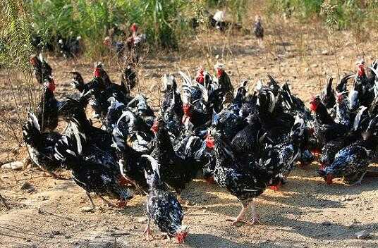 2017養(yǎng)貴妃雞賺錢(qián)嗎？2017養(yǎng)貴妃雞前景及市場(chǎng)價(jià)格行情分析