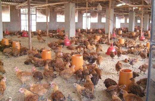 2017養肉雞賺錢嗎？2017養肉雞前景及市場價格行情分析