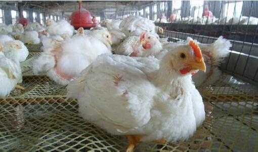 2017養肉雞賺錢嗎？2017養肉雞前景及市場價格行情分析