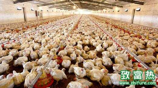 2017養(yǎng)肉雞賺錢嗎？2017養(yǎng)肉雞前景及市場(chǎng)價(jià)格行情分析