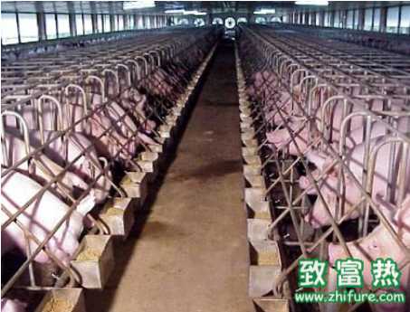 豬場怎樣驅蟲更高效