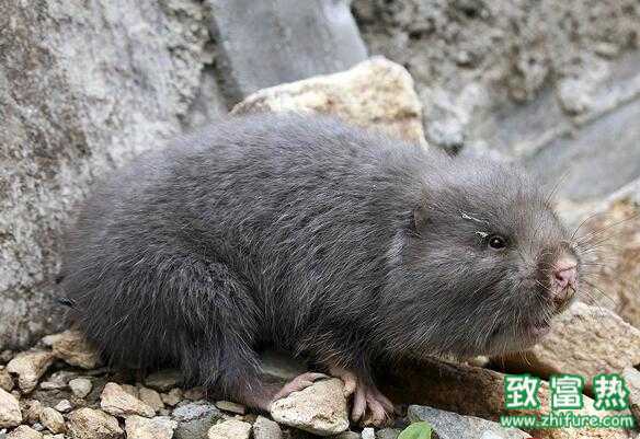 2017養竹鼠賺錢嗎？2017養竹鼠前景及市場價格行情分析