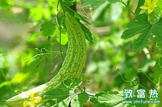 苦瓜的營養價值和功效 苦瓜如何去除苦味