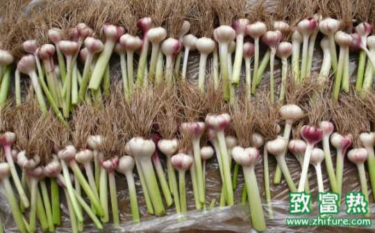 大蒜的營(yíng)養(yǎng)價(jià)值和功效 大蒜如何吃才能抗癌