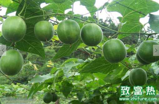 瓜蔞的營養價值和功效 瓜蔞籽能生吃嗎