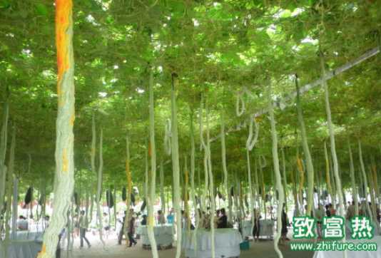 蛇瓜的營養價值和功效 清炒蛇瓜的做法