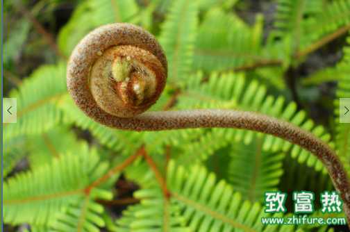 蕨菜的營養(yǎng)價值和功效 蕨菜是否含有致癌物質(zhì)