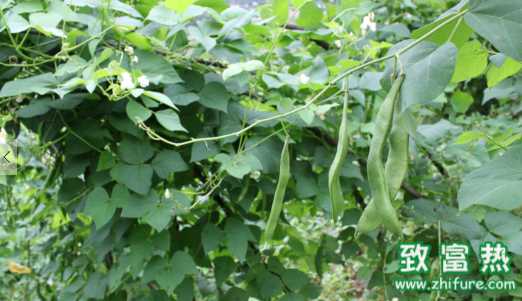 蕓豆的營養(yǎng)價(jià)值和功效 四季豆不煮熟會(huì)有毒嗎