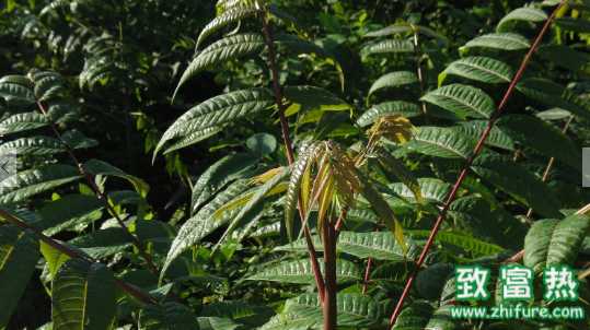 香椿的營養價值和功效 香椿的食用禁忌