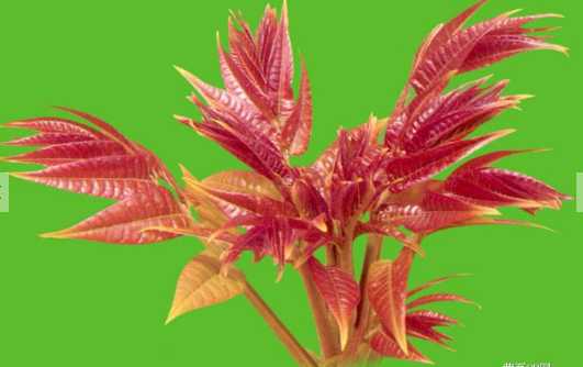 香椿的營(yíng)養(yǎng)價(jià)值和功效 香椿的食用禁忌