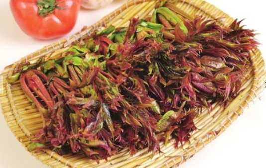 香椿的營(yíng)養(yǎng)價(jià)值和功效 香椿的食用禁忌