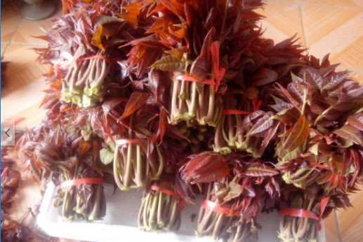 香椿的營(yíng)養(yǎng)價(jià)值和功效 香椿的食用禁忌