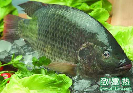 實踐出真知！羅非魚養殖戶如何提高成功率？