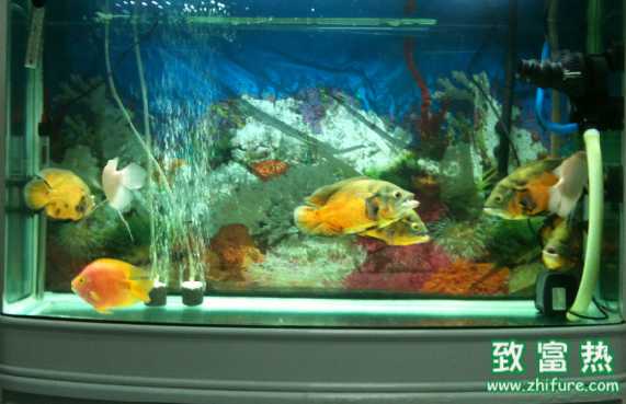 家里養魚養幾條最好？怎么養魚不容易死?