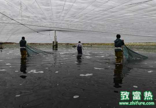 冬棚蝦養(yǎng)殖戶如何合理搭棚?