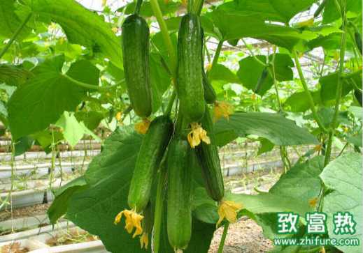 防治豬黃瓜藤中毒的方法