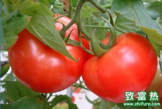 番茄的營(yíng)養(yǎng)價(jià)值和功效 不成熟的西紅柿生吃容易中毒