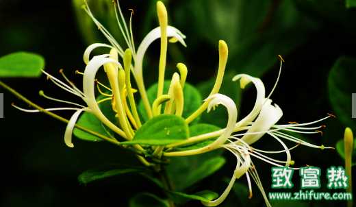 金銀花的營養價值和功效 如何挑選優質的金銀花