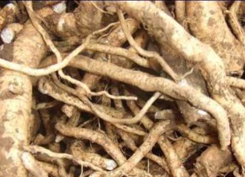 板藍根的營養價值和功效 板藍根的選購方法