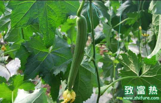 絲瓜的營養價值和功效 絲瓜的食用禁忌